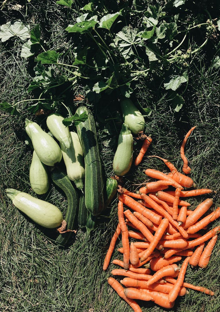 A vibrant display of freshly harvested zucchini and carrots laid on grass, showcasing fresh produce.