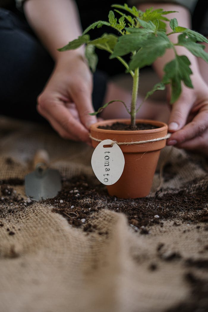 services-06 Close-up of a person planting a tomato seedling in a pot, focusing on organic gardening practices.